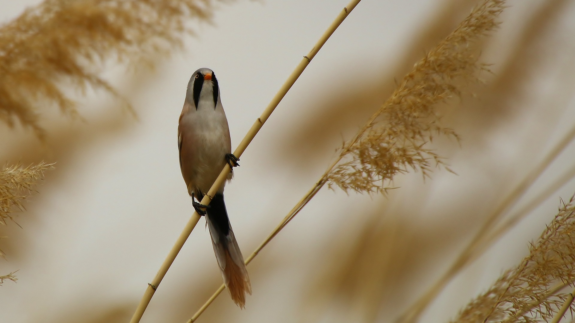 Bearded Reedling